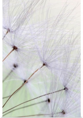 Dandelion Seed Puffs