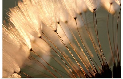 Dandelion Seed Puffs at Sunset