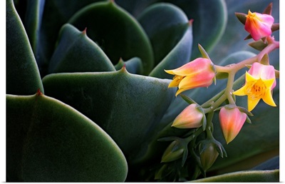 Desert Flower in Cactus Leaves