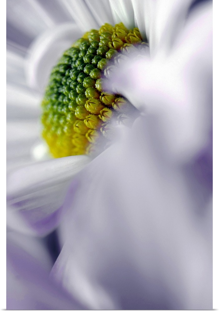 Tall image of the up close of the center of a flower.