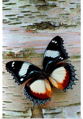 Exotic Butterfly on Birch