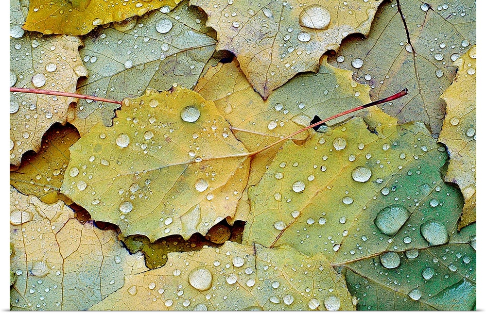 Big photograph focuses on a bed of leaves soaked with rain drops from a recent shower.