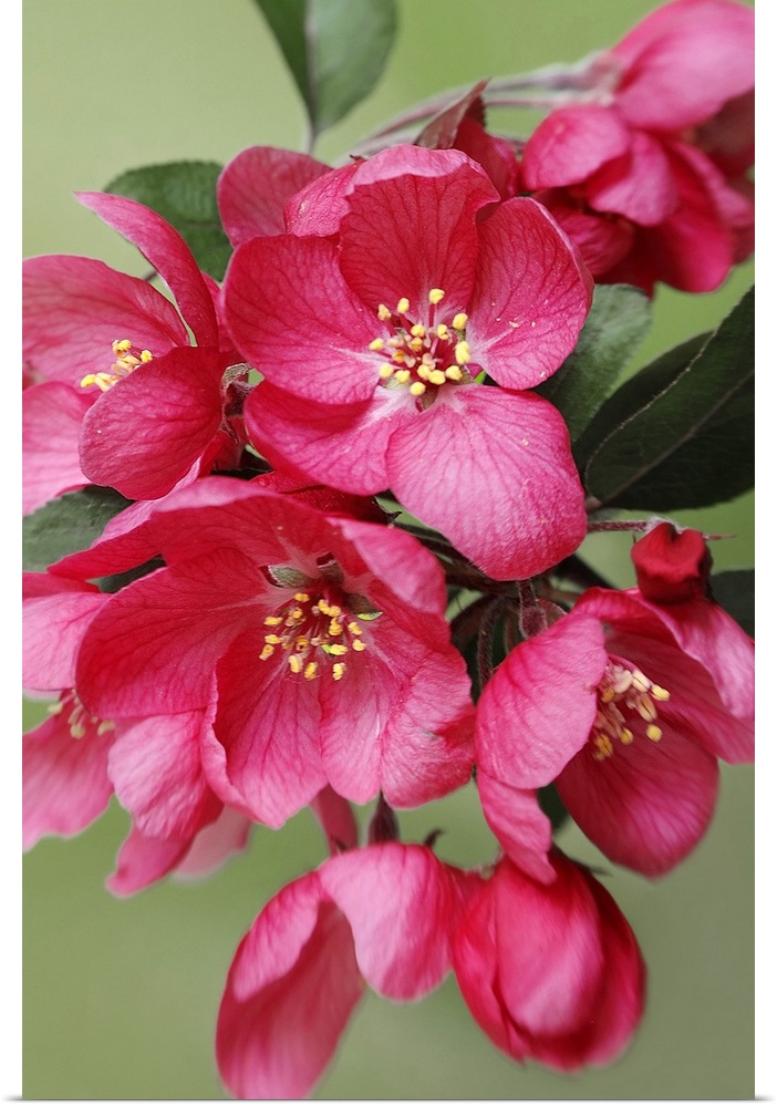 A long photograph taken of pink blooming flowers on a tree branch.