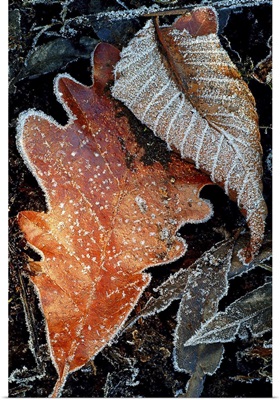 Frost on Leaves