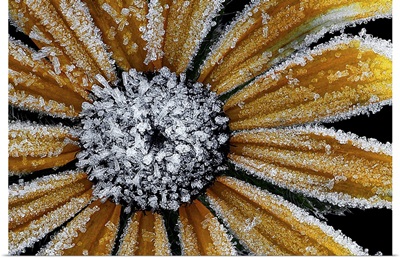 Frost on the Black Eyed Susan