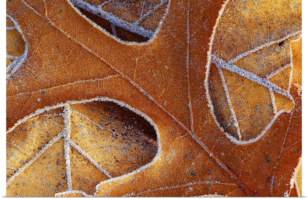 Photo on canvas of the up close view of fall leaves with frost around their edges.