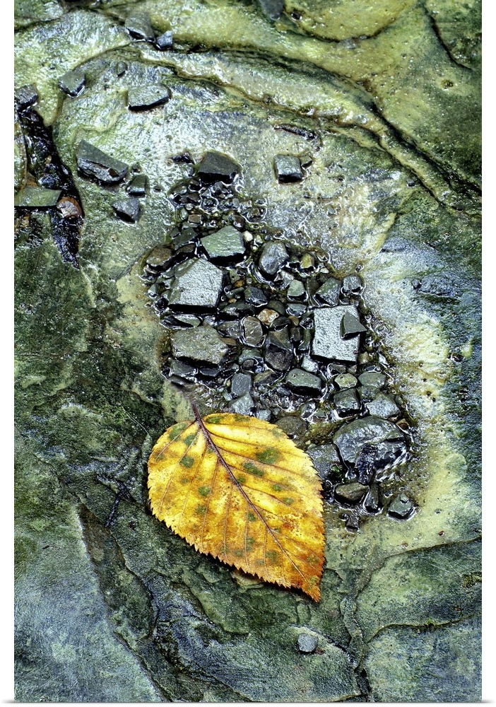 Portrait, close up photograph of a golden leaf surrounded by small rocks in a stream.