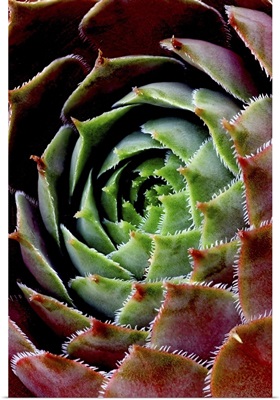 Green and Red Succulent