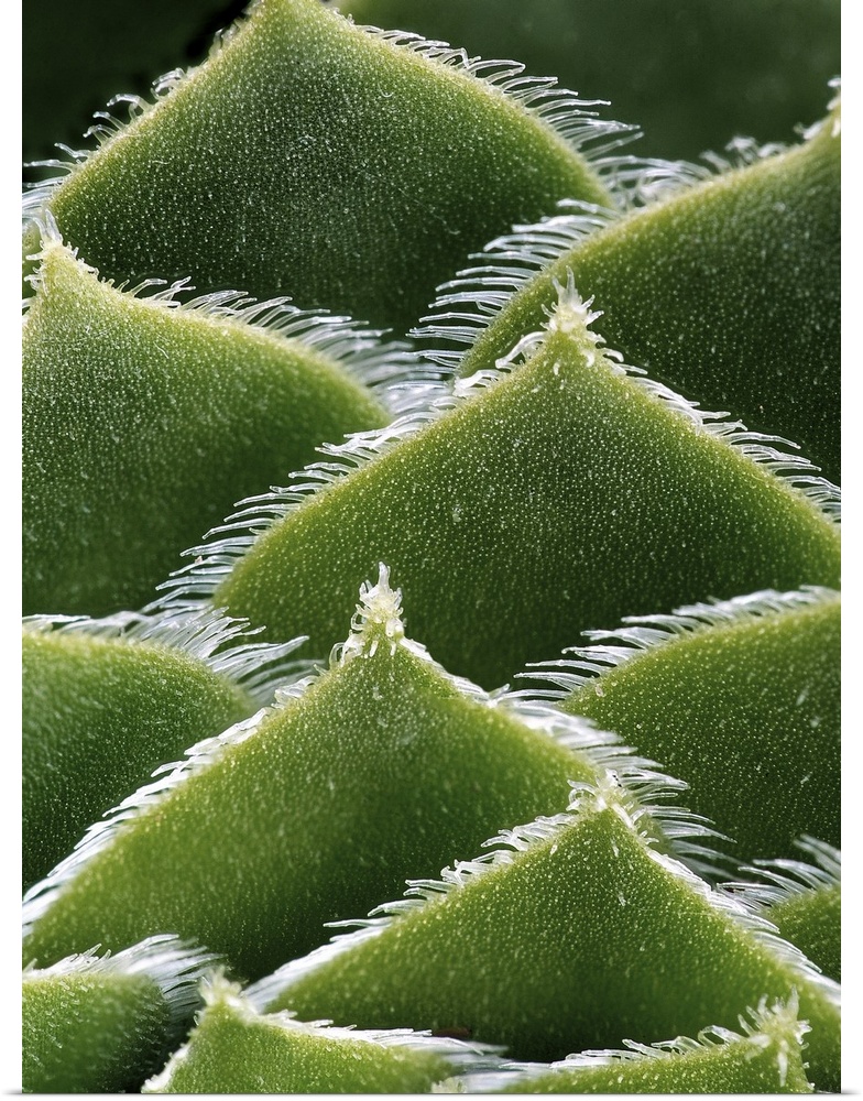 Green Cactus Plant