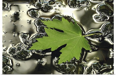 Green Maple Floating on Silver Puddle