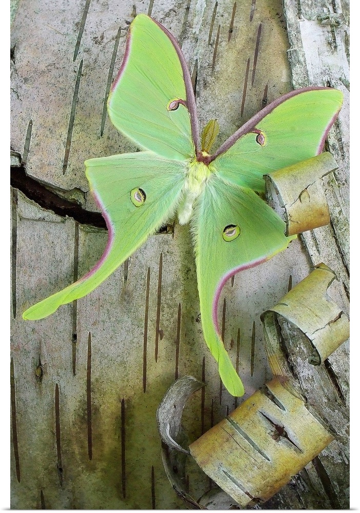 Giant green moth on a peeling birch tree.