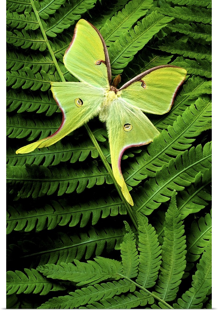 Vertical, close up photograph on a large canvas of a big, bright green moth landed on a fern leaf.