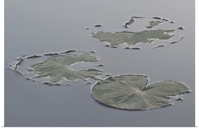 Hint of Lilypads