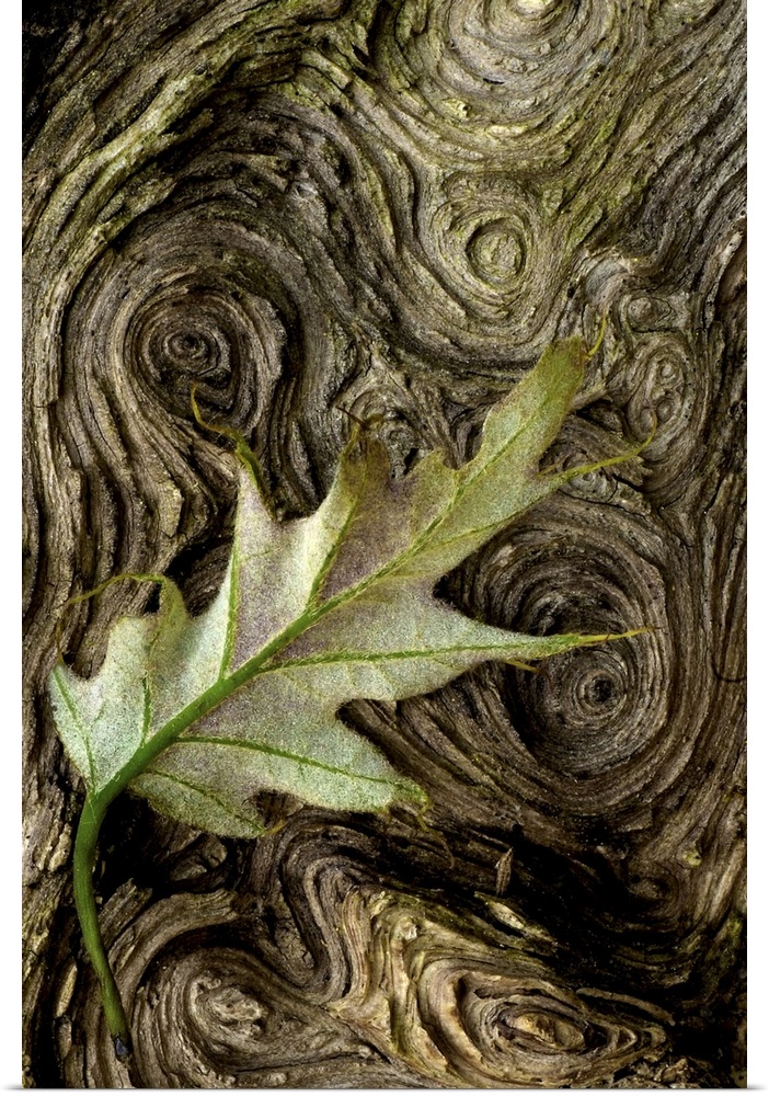 A single leaf is photographed against tree bark that contains spirals.