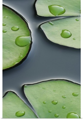 Lilypads on Black Water
