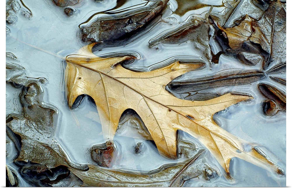 A bright oak leaf rests slightly submerged in a puddle among other, darker leaves.
