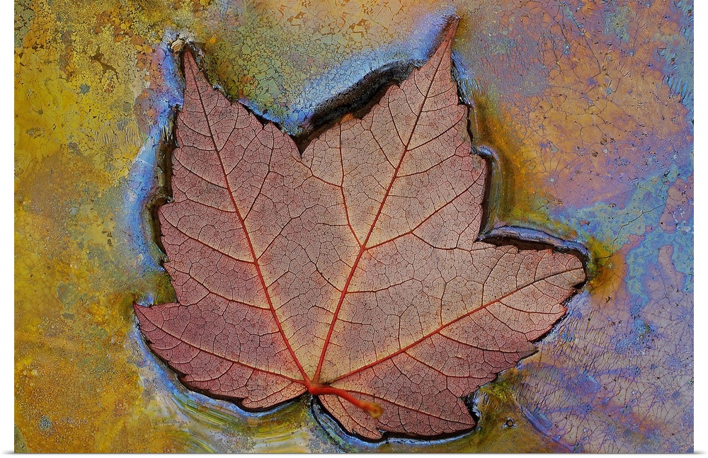 Canvas image of a leaf floating in swampy water.
