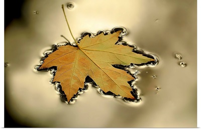 Maple Leaf Floating in a Platinum Puddle