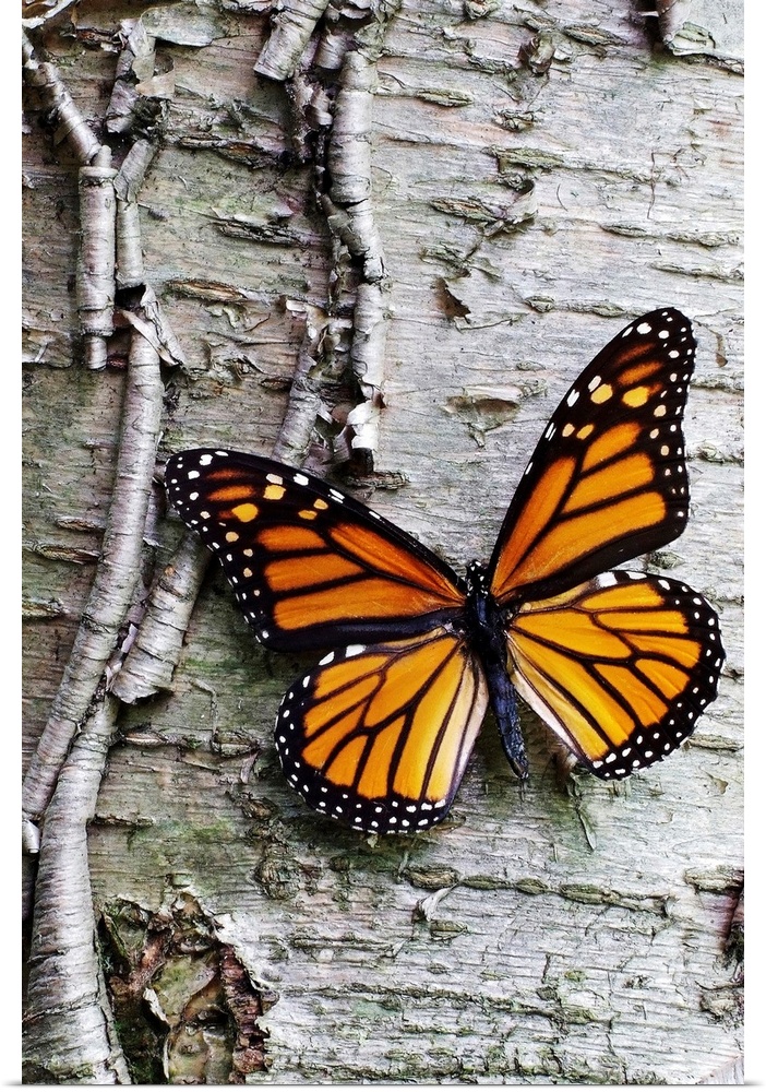 Giant photograph showcases a lone butterfly sitting against the roughly textured bark of a tree.