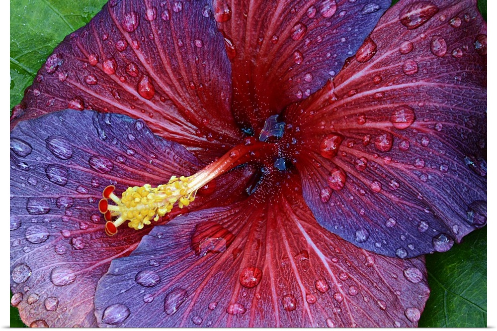 Close up view of a red and purple hibiscus flower covered in dew drops.