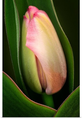 New Tulip