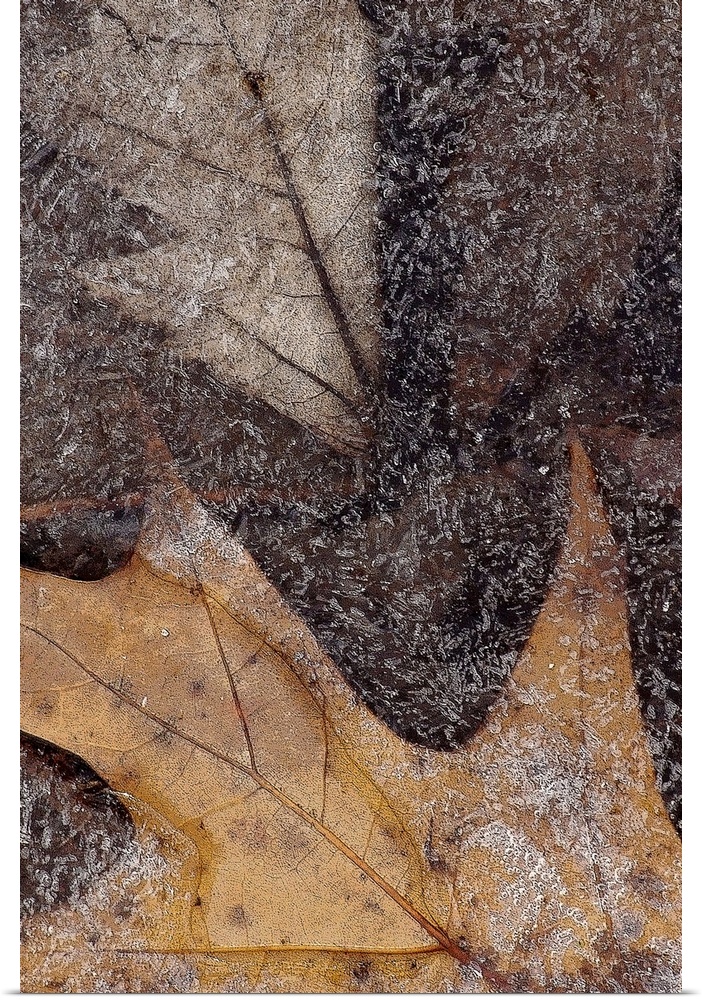 Oak Leaves Under Ice