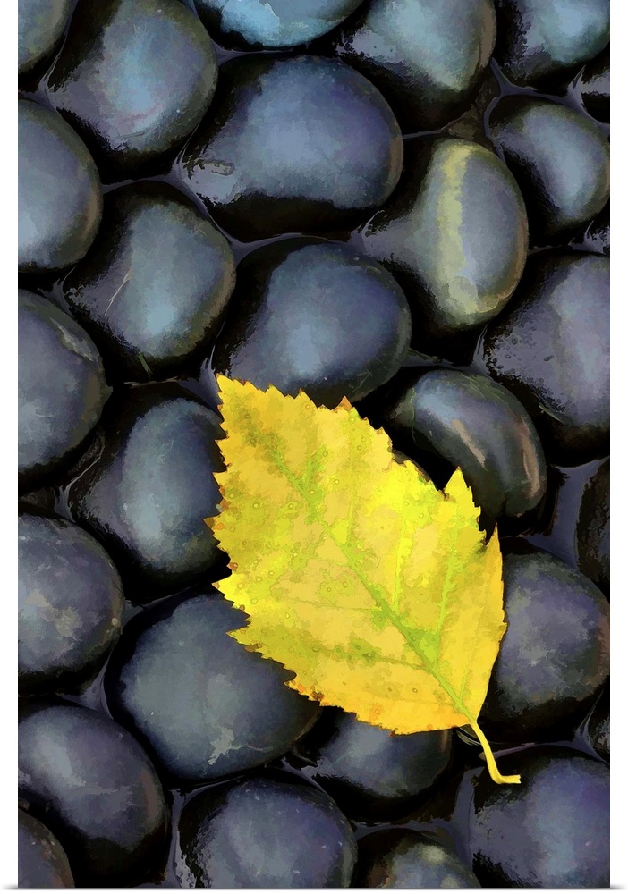 Macro photo of a single yellow leaf resting on round black stones.