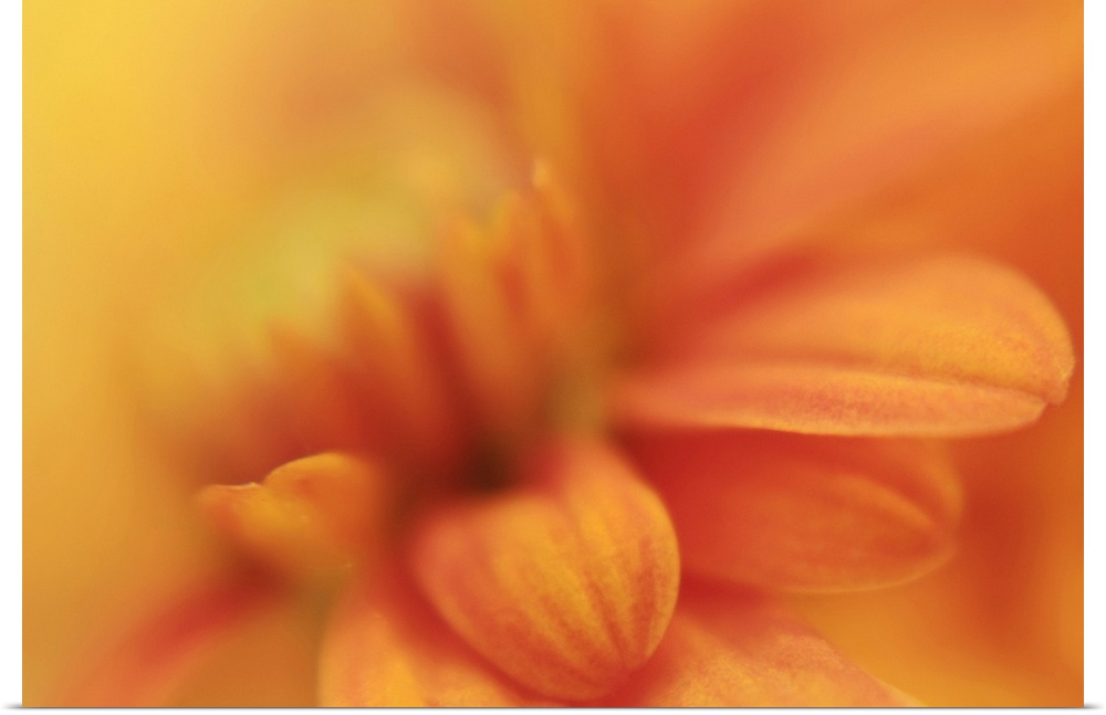 Macro close up photo of an orange daisy  with a few petals in focus and the rest of the flower in soft focus.