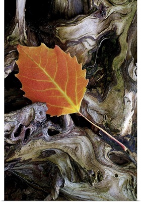Orange Leaf on Driftwood