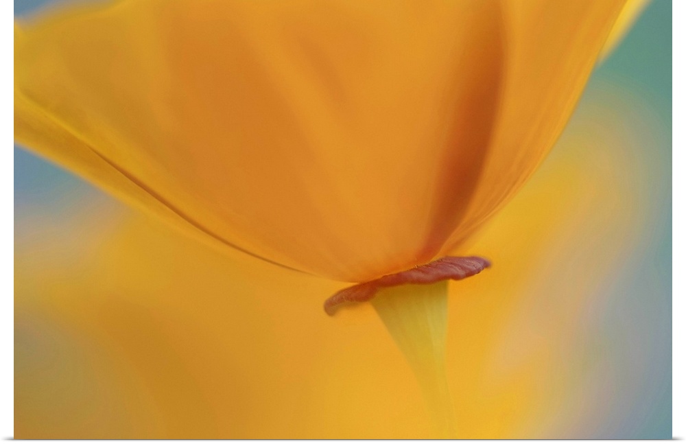 Fine Art photography of a close up of the base of an orange poppy flower.
