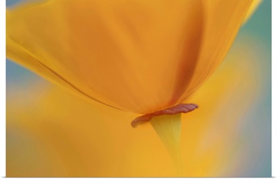 Orange Poppy Detail
