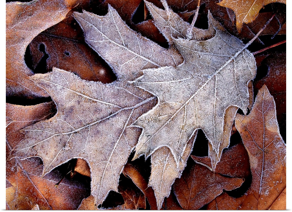 This nature close up photograph shows a small cluster of fallen leaves that been lightly coated with ice in the night.