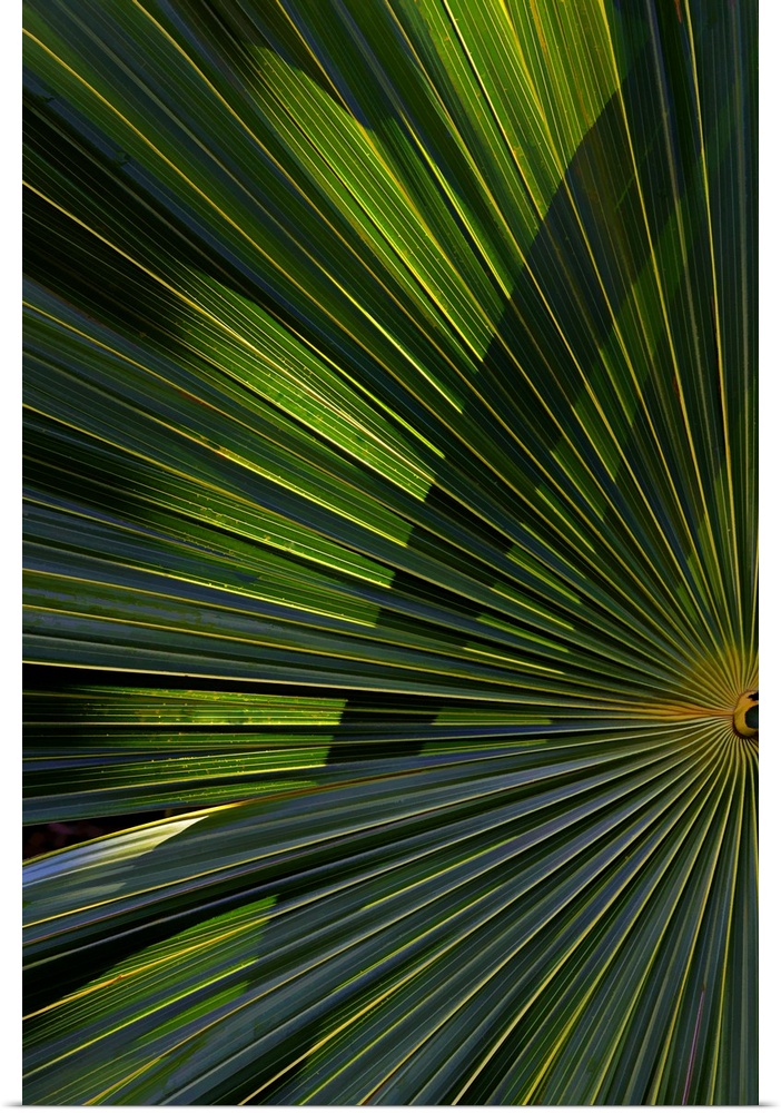 A detailed photograph of a palm branch that is back lit causing highlights on the leaves.