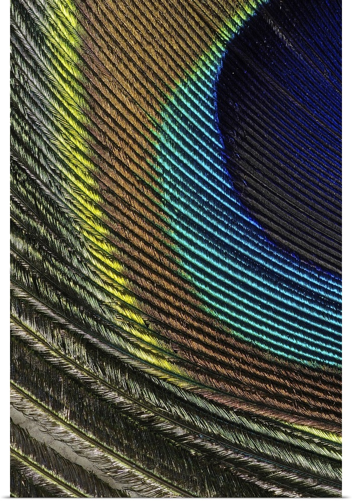 Oversized, close up photograph of the colorful detail in a small part of a peacock feather.