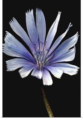 Periwinkle Wild Flower