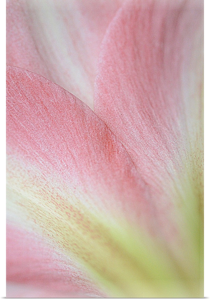 Macro photograph of the soft pastel pink petals of a flower.