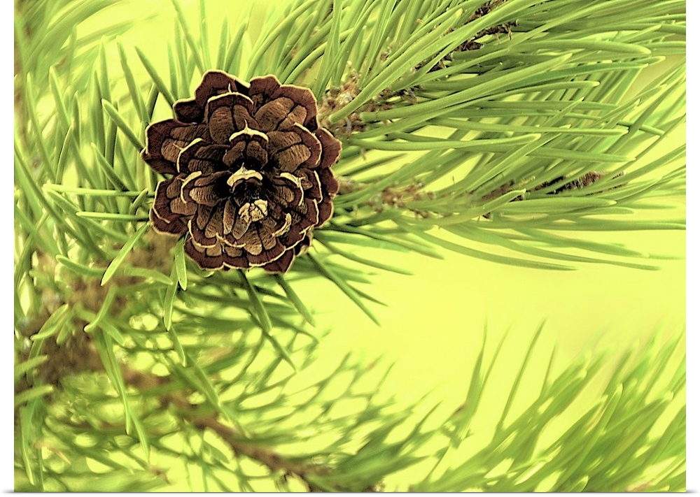 Close-up photograph of a pine cone on a branch.