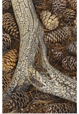 Pine Cones at a Root