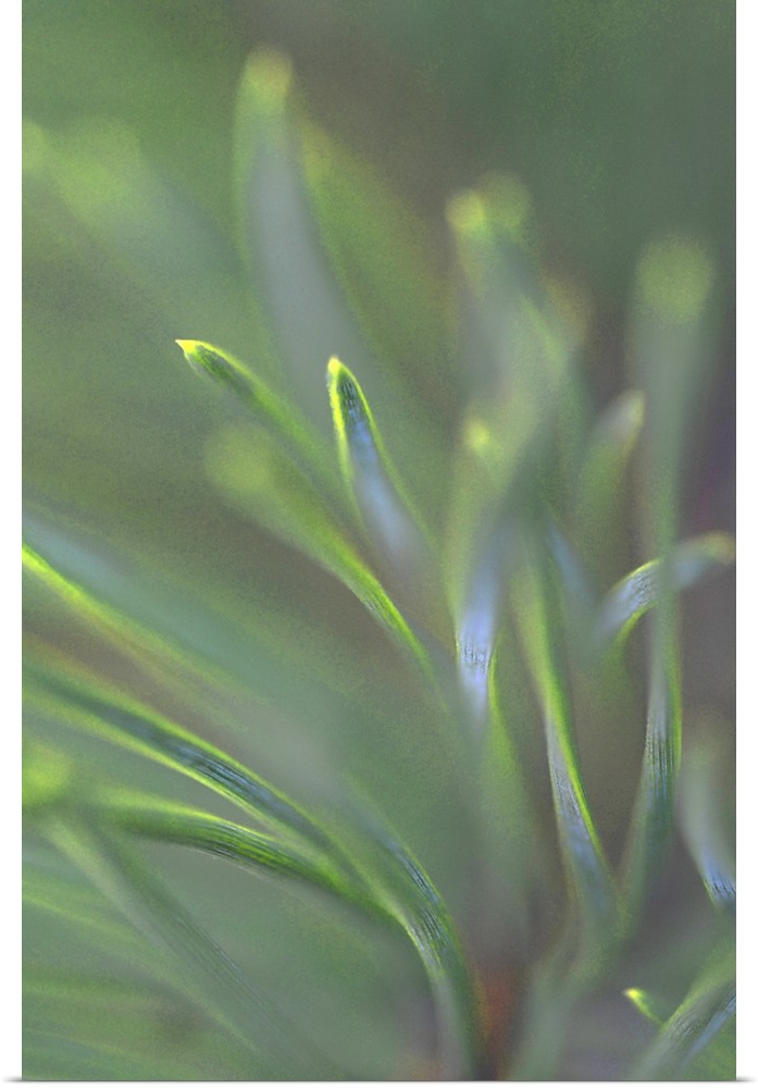 Close-up photograph of pine needles.
