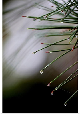 Pine Needles After Rain