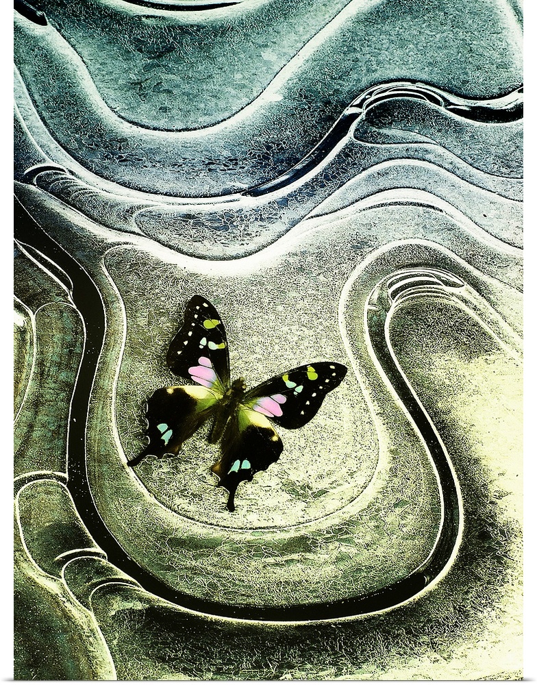 Wall art of the up close view of a moth on top of a textured background.