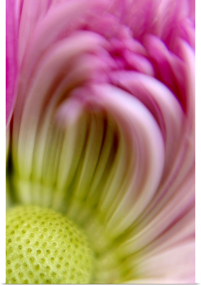 Closely taken photograph of the center of a chrysanthemum that appears slightly blurry.