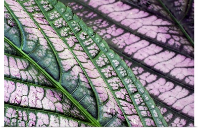 Pink and Green Variegated Leaves