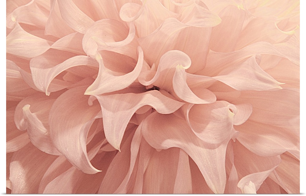 Close-up photograph of a pink dahlia flower.