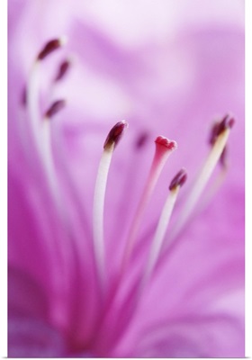 Pink Lily Stamen Detail