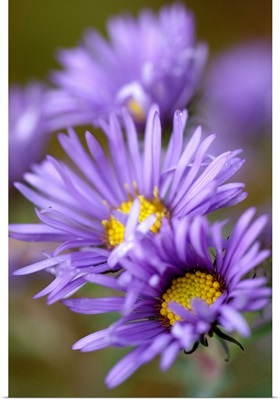 Purple Aster Blossoms