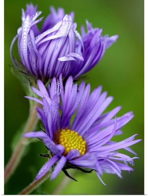 Purple Aster in the Morning