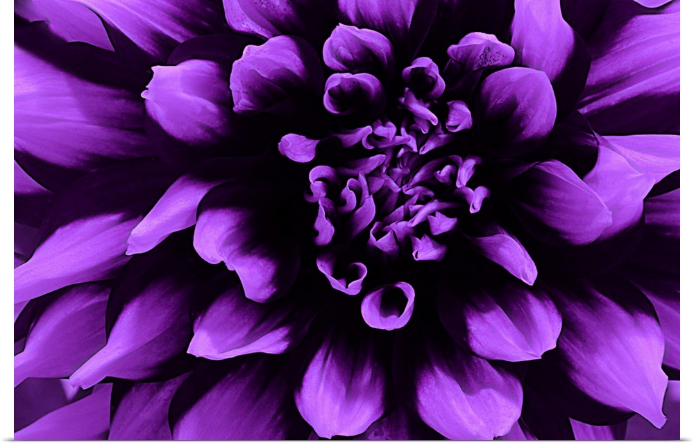 Close-up photograph of a purple dahlia.