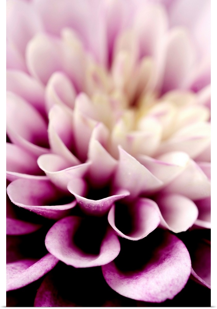 Giant photograph focuses in on the detailed petals of a dahlia flower.  The sharp focus on the petals in the foreground is...