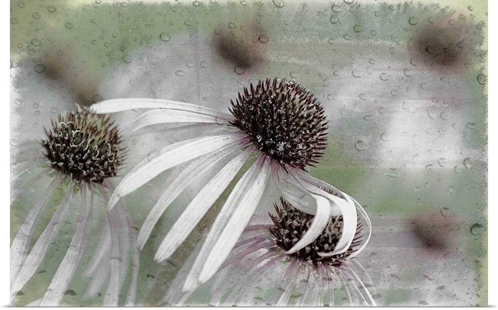 Image of cornflowers with long petals in grey tones, with an almost abstract blurred background.